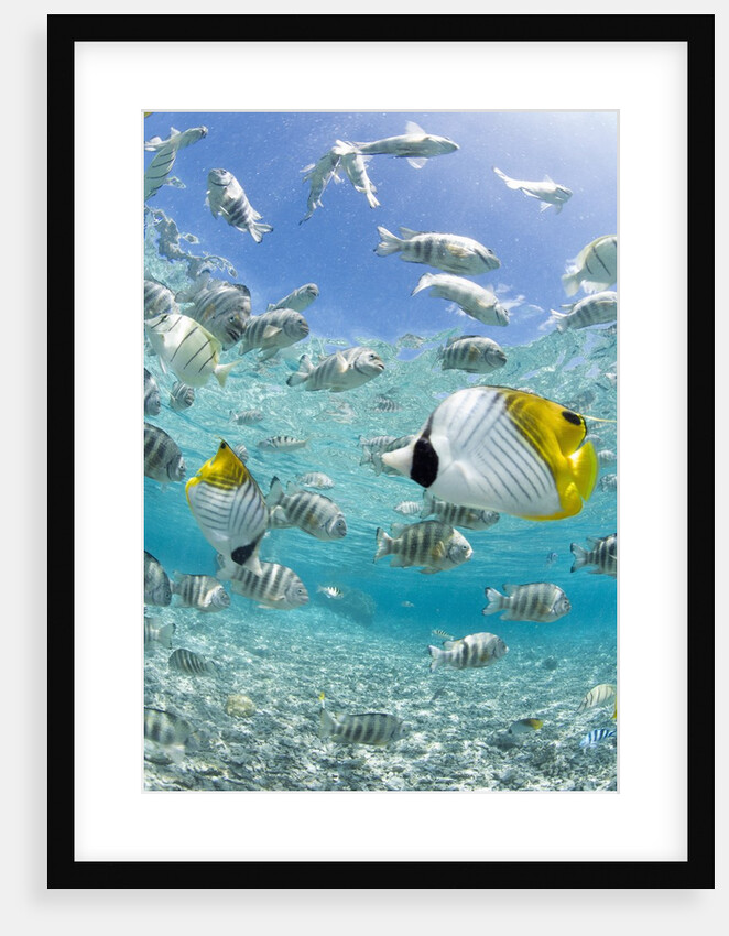 Tropical Fish in Bora-Bora Lagoon by Anonymous