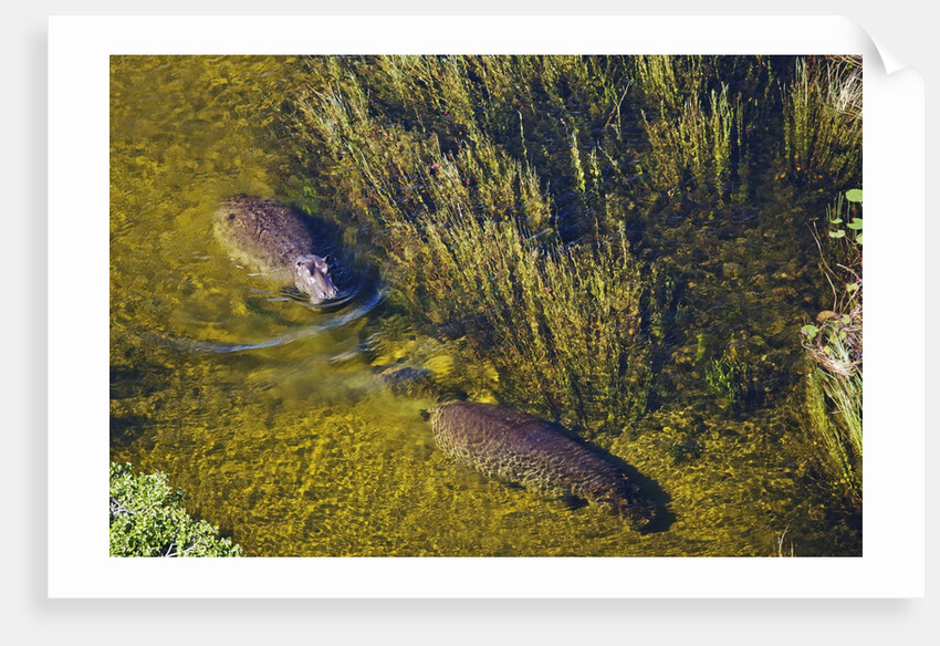 Aerial View of Hippopotamuses by Anonymous