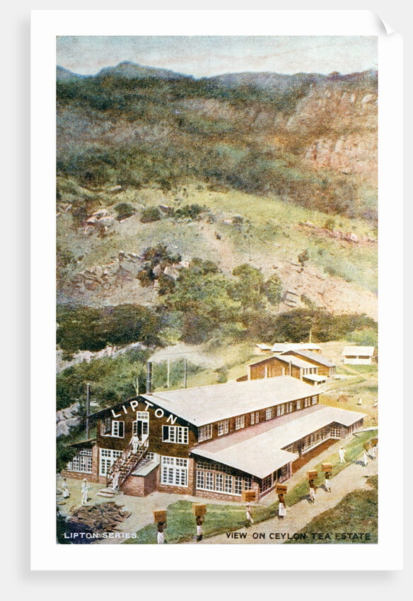 Lipton Tea Drying Building on Plantation in Sri Lanka by Anonymous