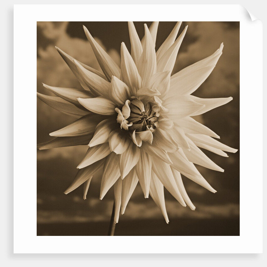 Dahlia with Clouds Behind by Tom Marks