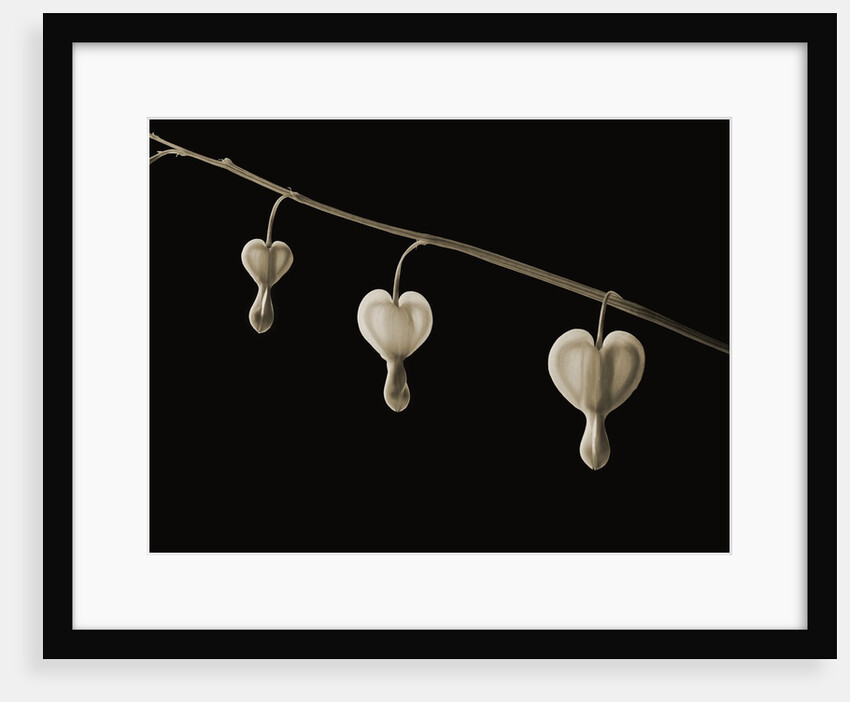 Bleeding Hearts by Tom Marks