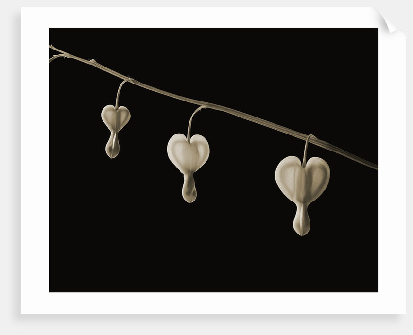 Bleeding Hearts by Tom Marks