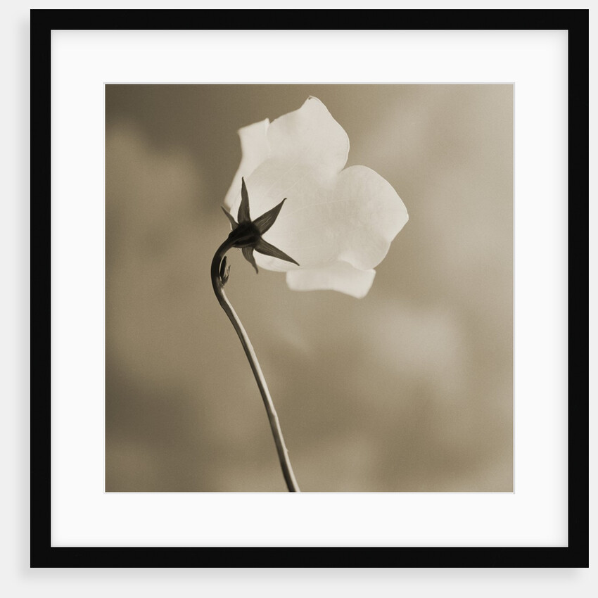 Small White Flower Stands Against Dramatic Sky by Tom Marks