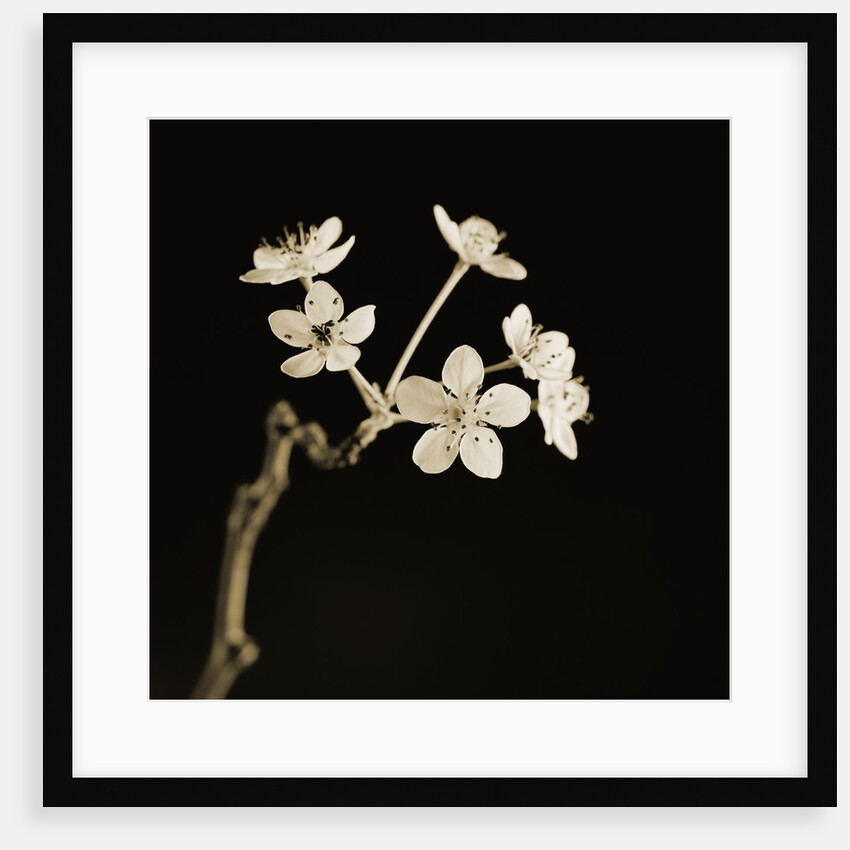 Twig of Tiny Blossoms from Hawthorn Tree by Tom Marks