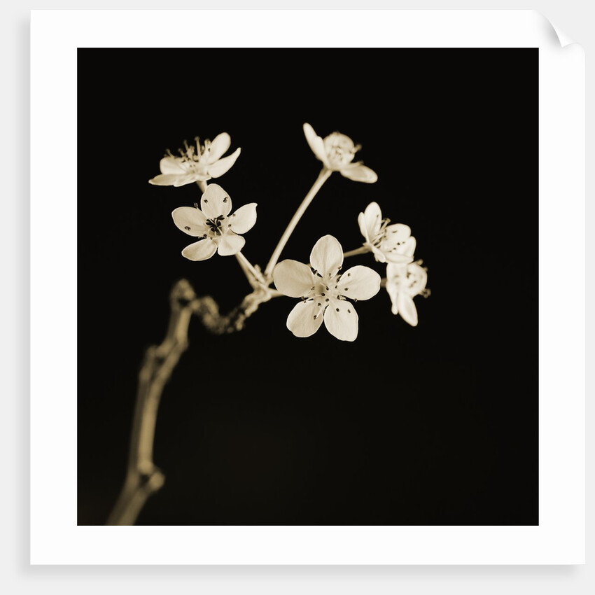 Twig of Tiny Blossoms from Hawthorn Tree by Tom Marks