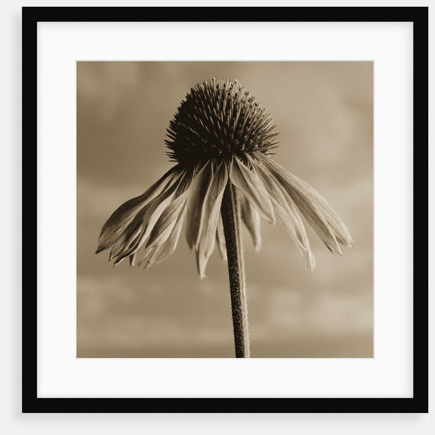 Lone Coneflower by Tom Marks