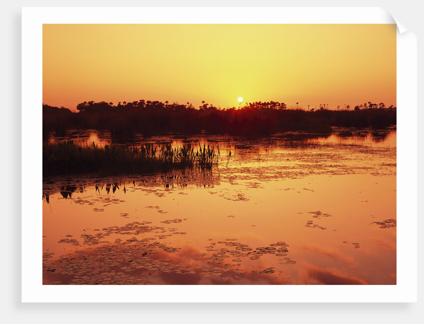Sunset Over Pond in Lake Woodruff National Wildlife Refuge by Anonymous