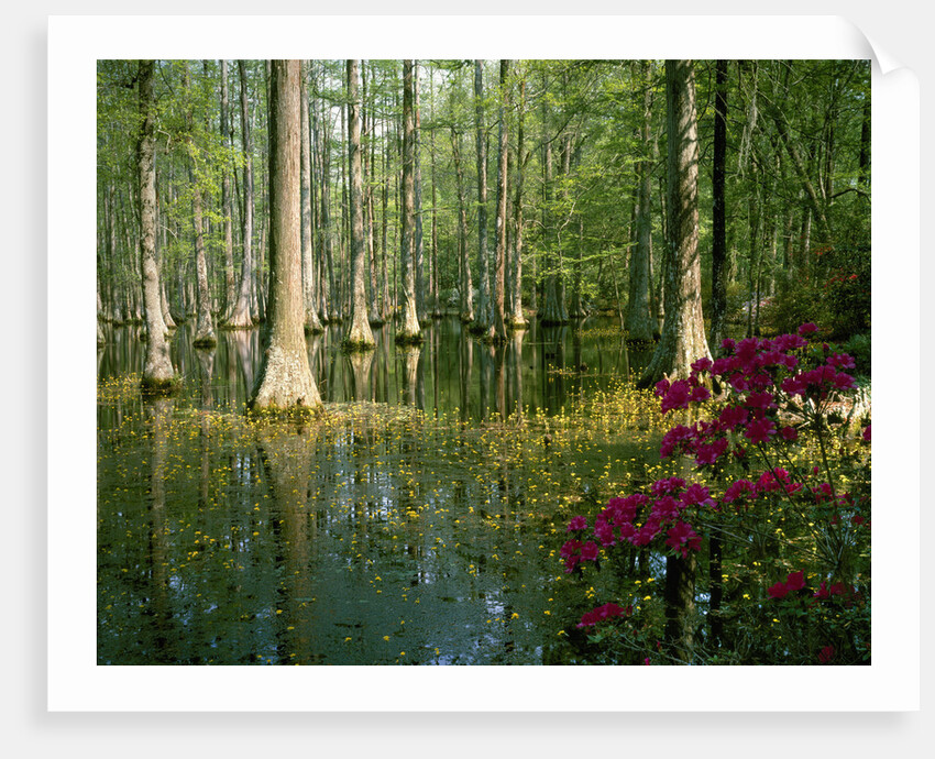 Cypress Gardens in South Carolina by Anonymous