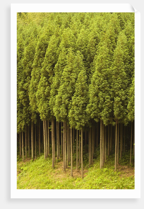 Koya Sugi Cedar Trees by Anonymous