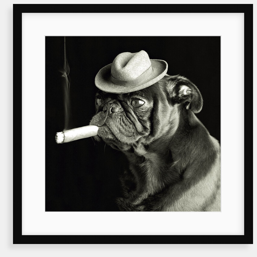 Pug smoking a cigar by Anonymous