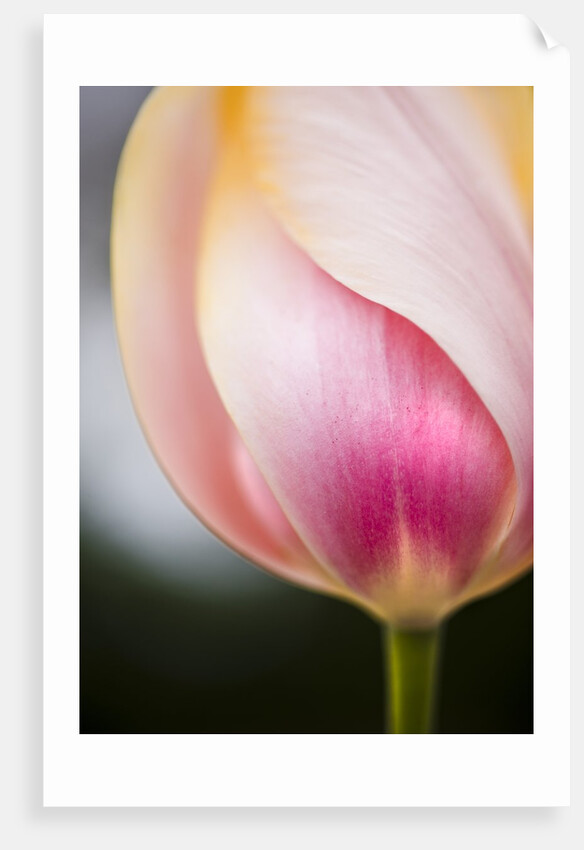 Tulip by Anonymous