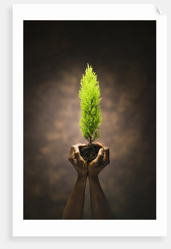 Hands Holding Small Tree by Anonymous