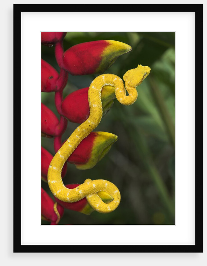 Eyelash Viper Snake on Heliconia Flower by Anonymous