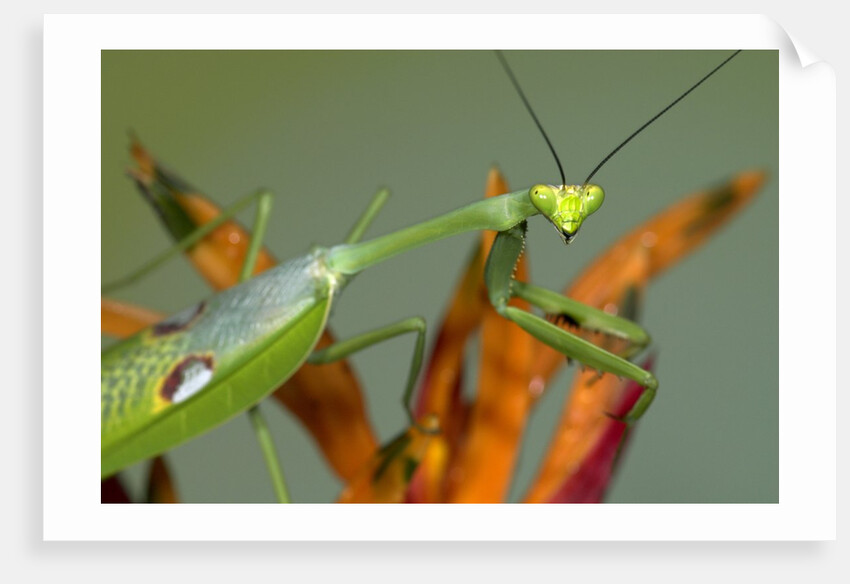 Praying Mantis on Orange Heliconia Flower by Anonymous
