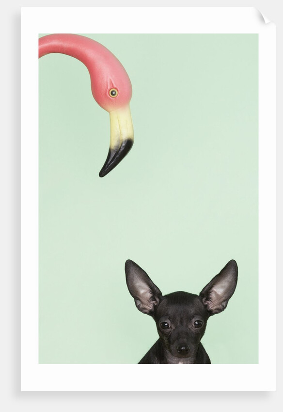 Chihuahua underneath a pink flamingo by Anonymous