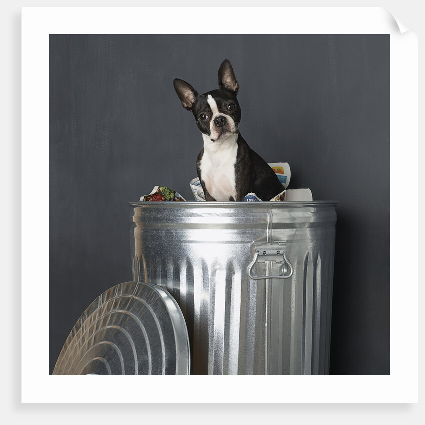 Boston terrier sitting in garbage can by Anonymous