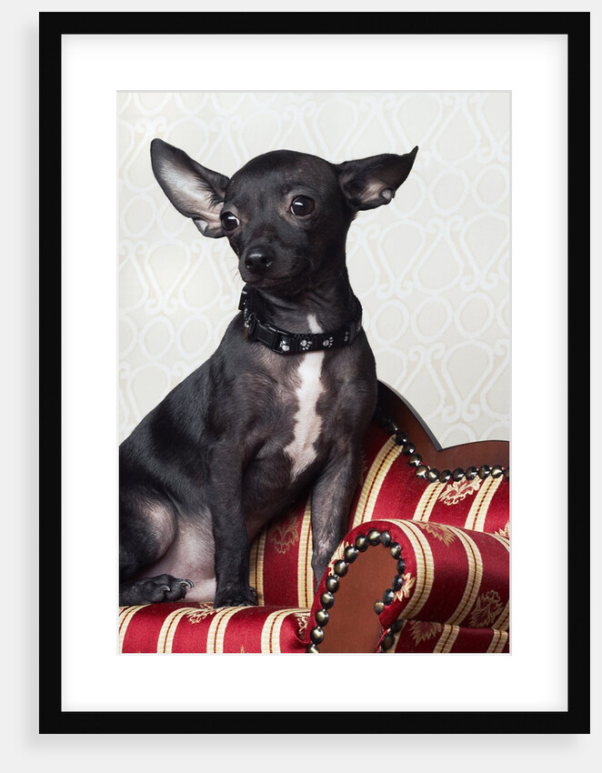 Black chihuahua perking his ears by Anonymous
