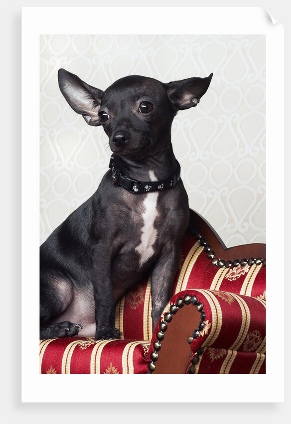 Black chihuahua perking his ears by Anonymous