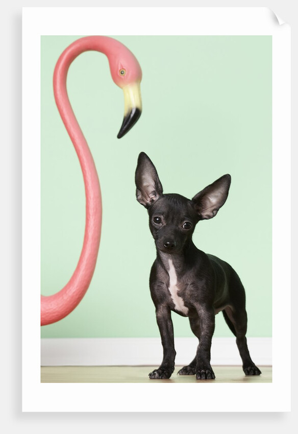 Chihuahua next to pink flamingo by Anonymous