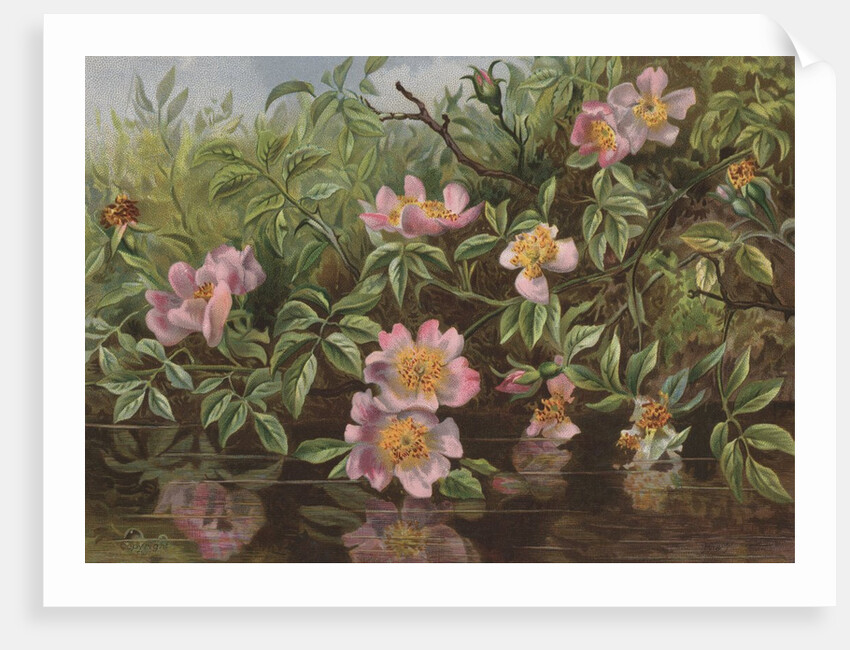 Postcard with Flowers Reflected in Water by Anonymous