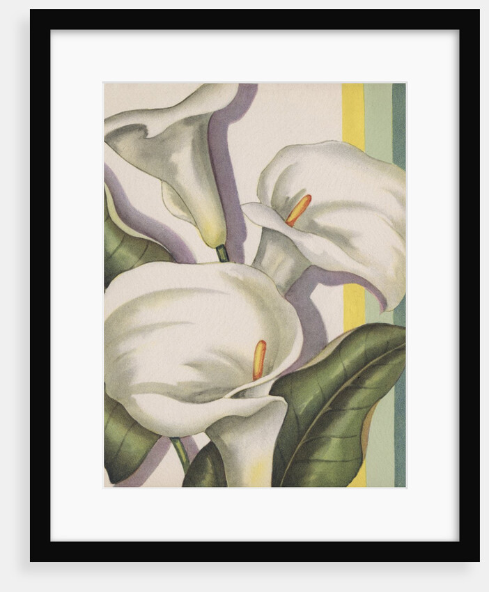 Illustration of Calla Lilies by Anonymous