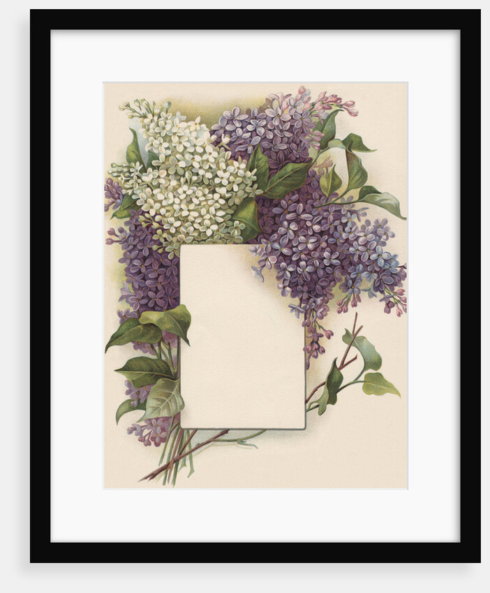 Victorian Illustration of Lilac Border by Anonymous