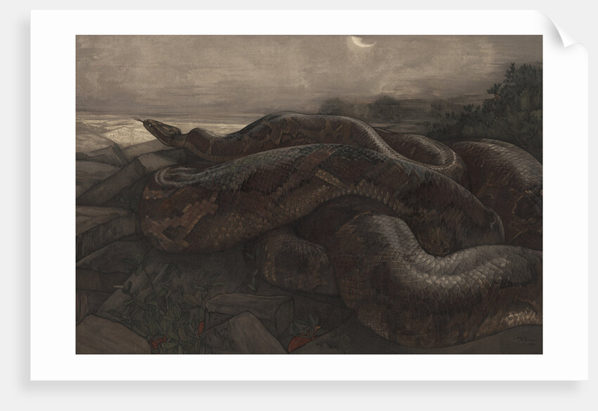 Kaa the Python by Charles Maurice Detmold
