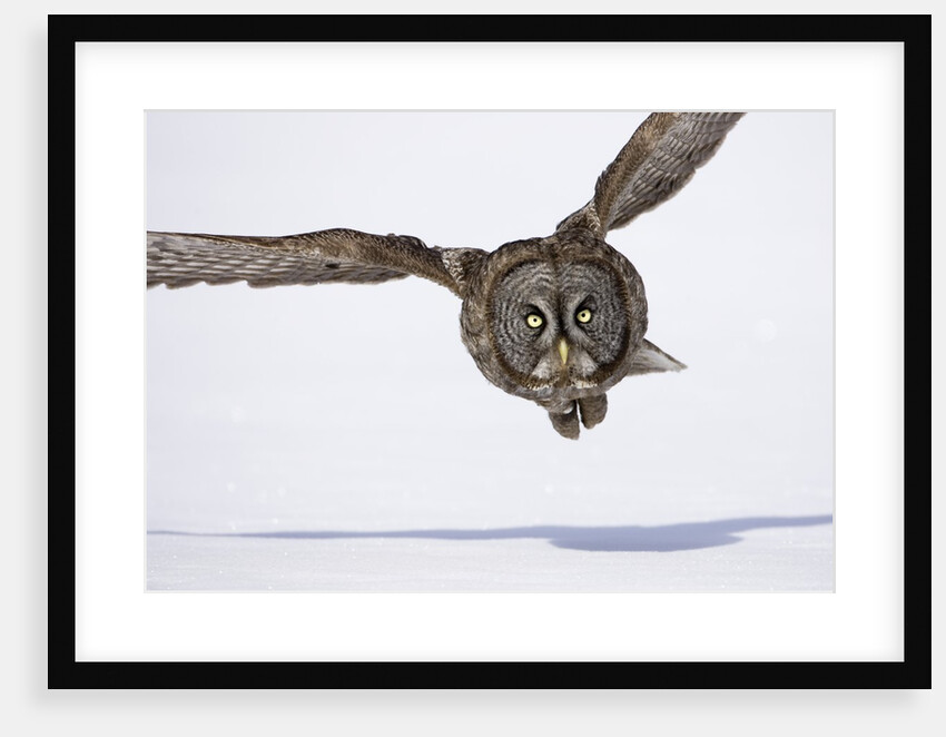 Great Gray Owl Hunting Over Snow by Anonymous