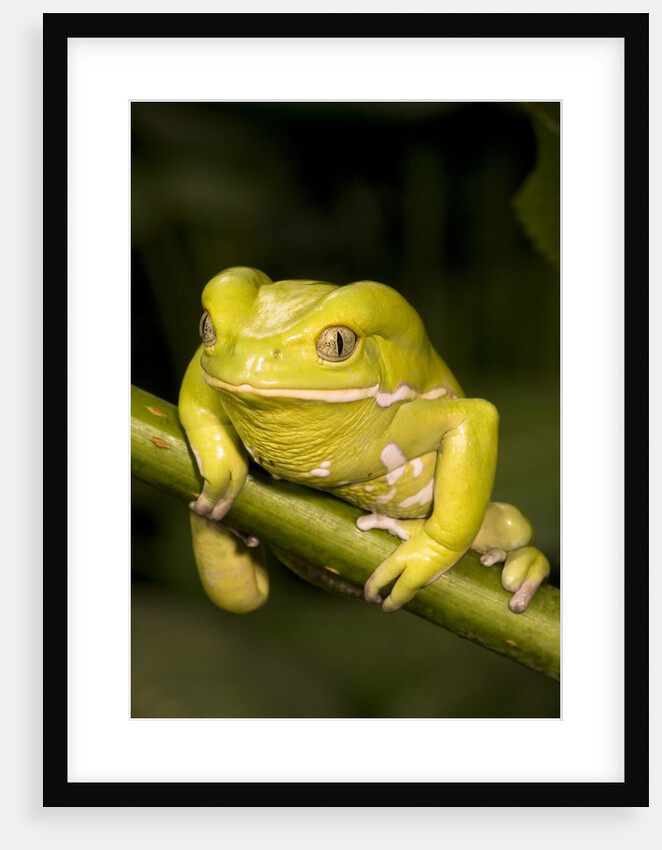 Monkey Tree Frog on Branch by Anonymous