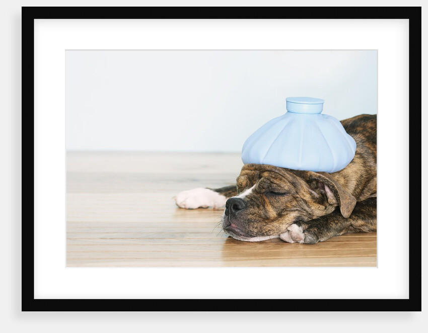 English bulldog feeling sick by Anonymous