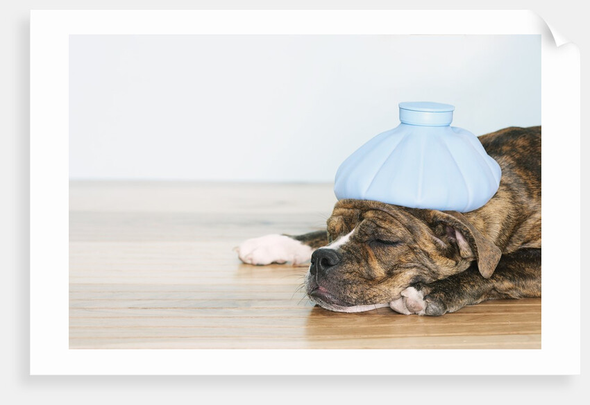 English bulldog feeling sick by Anonymous