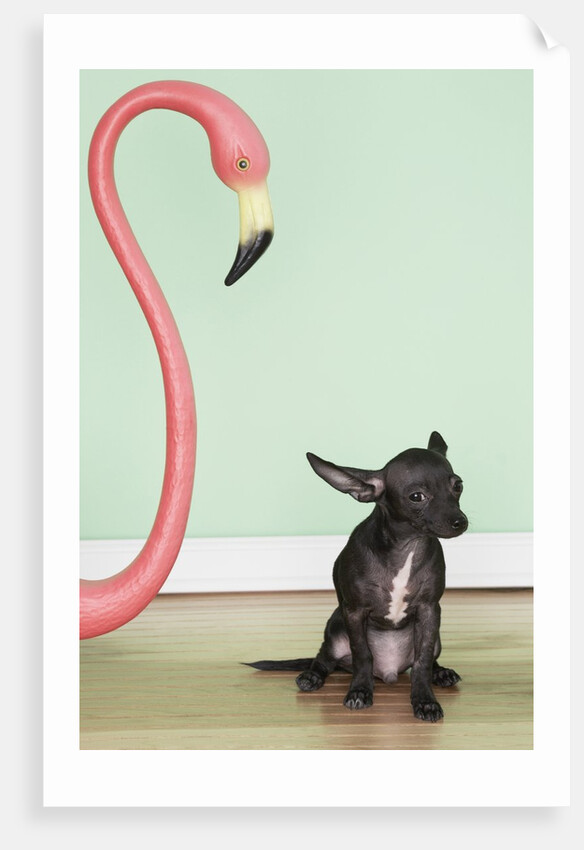 Chihuahua next to a pink flamingo by Anonymous