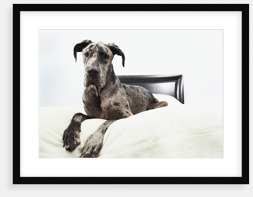 Great Dane on bed by Anonymous