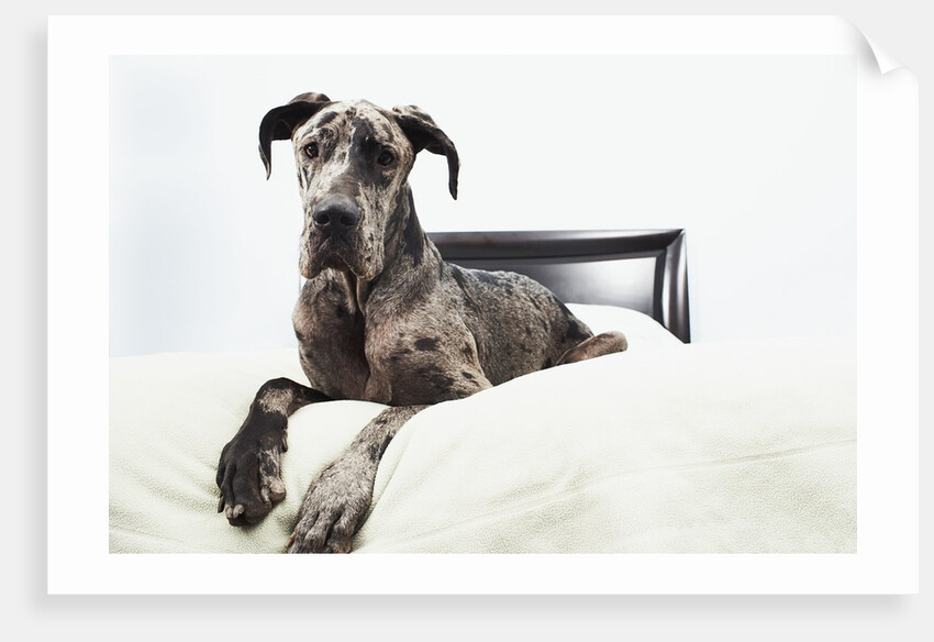 Great Dane on bed by Anonymous