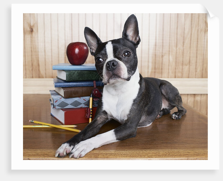 Boston terrier sitting next to a stack of books by Anonymous