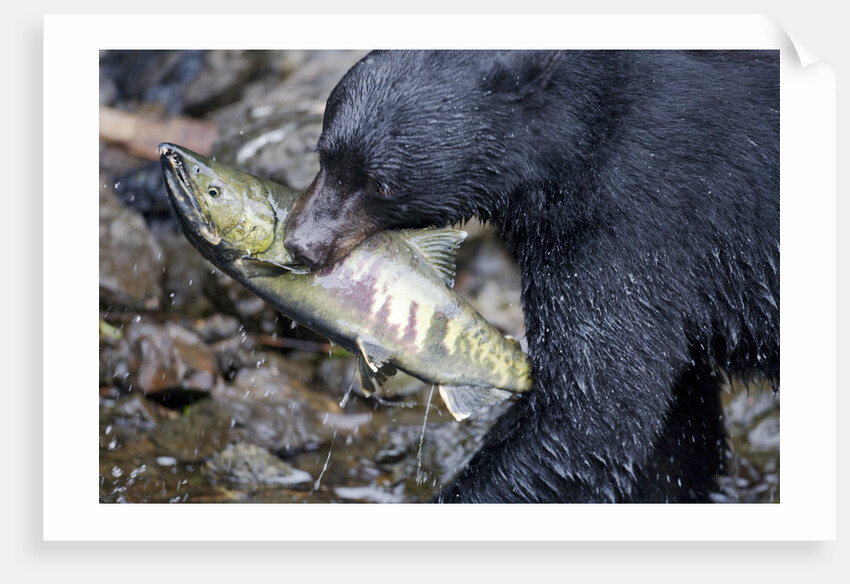 Black Bear and Chum Salmon in Alaska by Anonymous