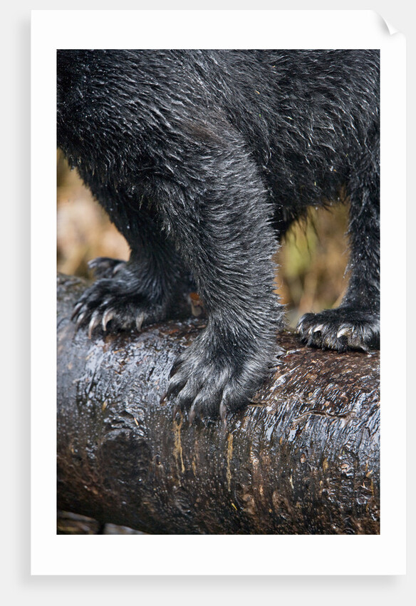 Close-Up View of Black Bear Claws in Alaska by Anonymous