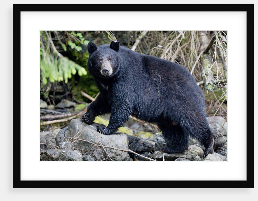 Black Bear in Rainforest in Alaska by Anonymous