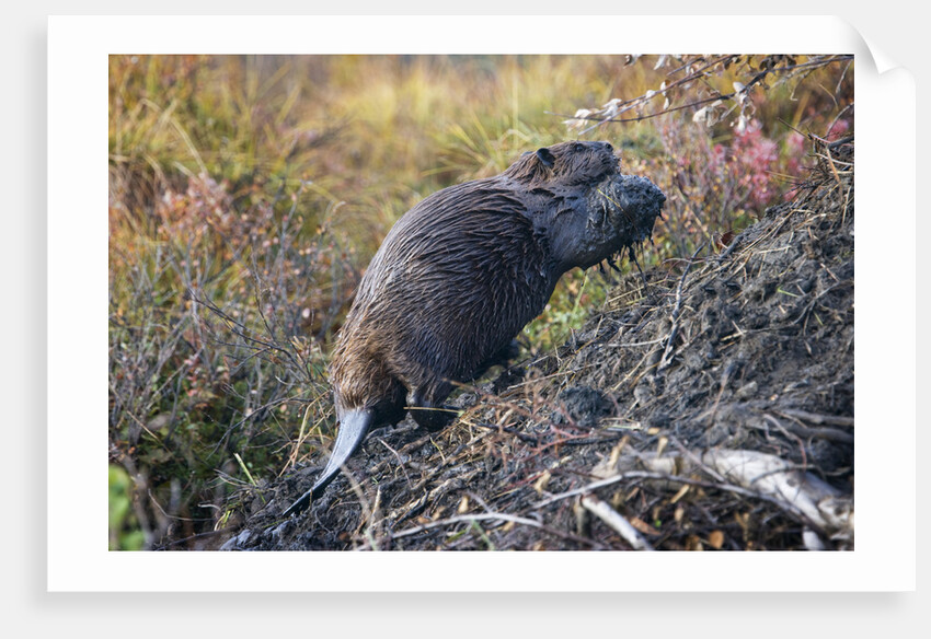 Beaver in Denali National Park by Anonymous