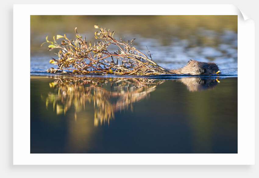 Beaver in Denali National Park by Anonymous