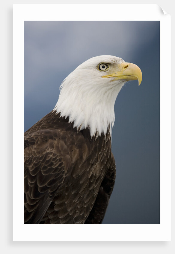 Bald Eagle in Tongass National Forest by Anonymous