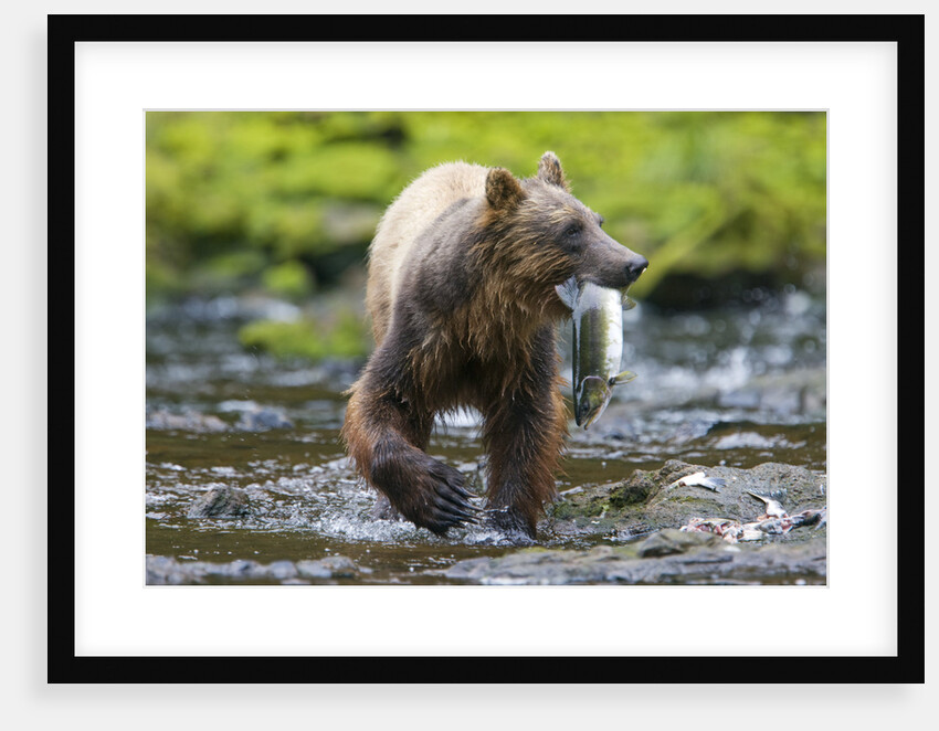 Brown Bear Catching Sockeye Salmon in Alaska by Anonymous