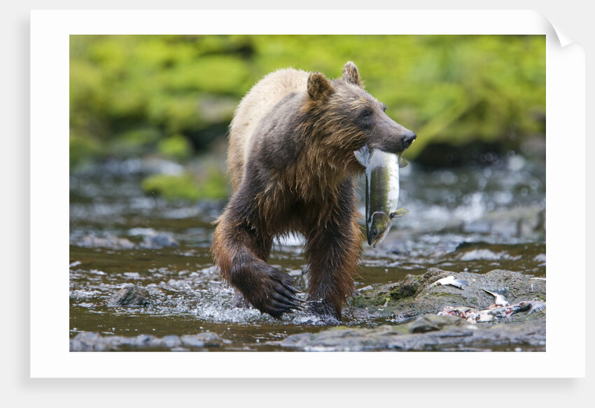 Brown Bear Catching Sockeye Salmon in Alaska by Anonymous