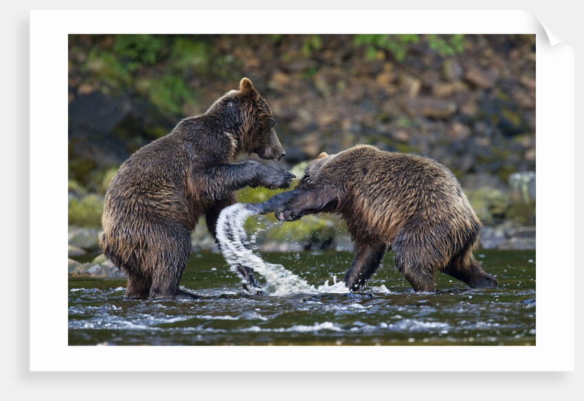 Brown Bears Sparring in Freshwater Bay by Anonymous