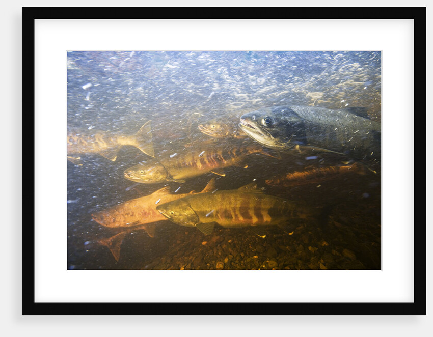 Spawning Chum Salmon in Alaska by Anonymous