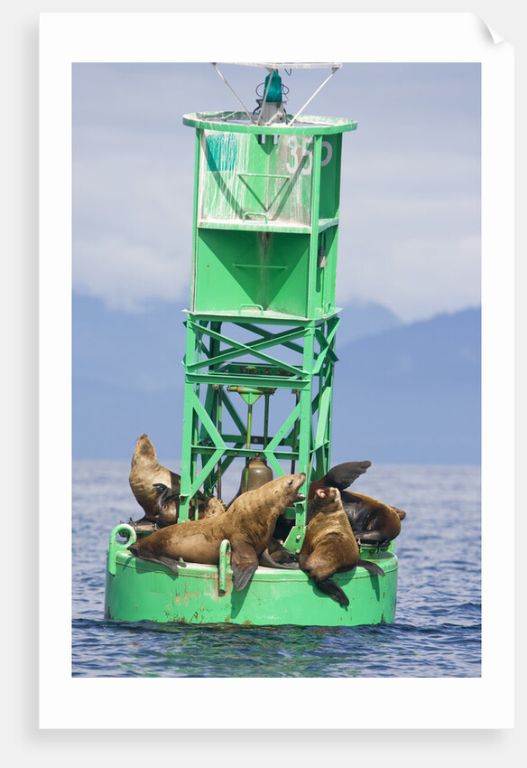 Steller Sea Lions on Buoy in Alaska by Anonymous