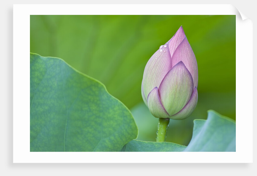 Water Lily Bud in Shinobazu Pond in Tokyo by Anonymous