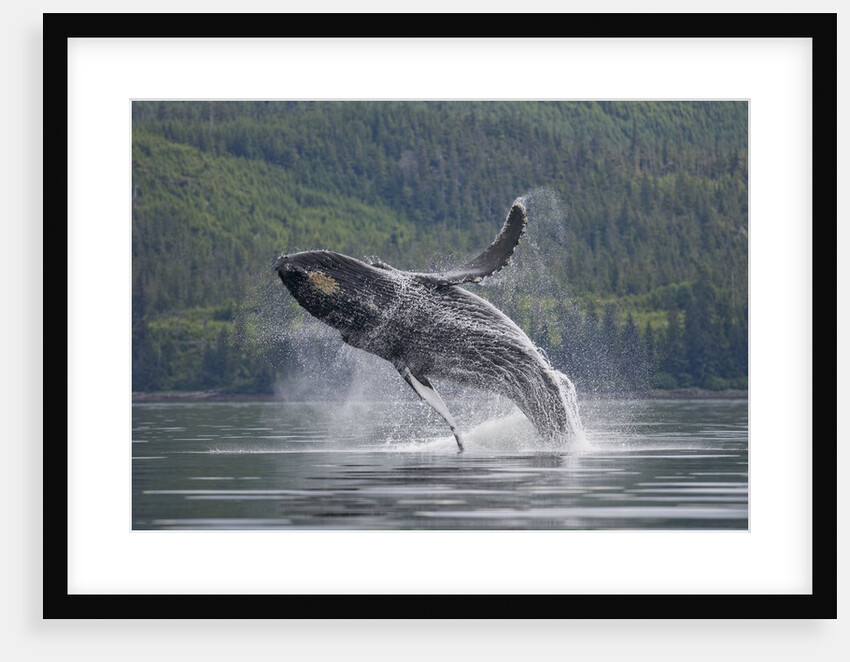 Humpback Whale Breaching in Frederick Sound by Anonymous