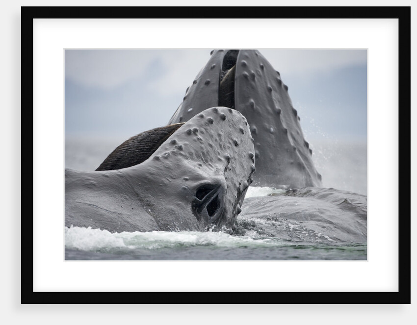 Humpback Whales Feeding in Frederick Sound by Anonymous