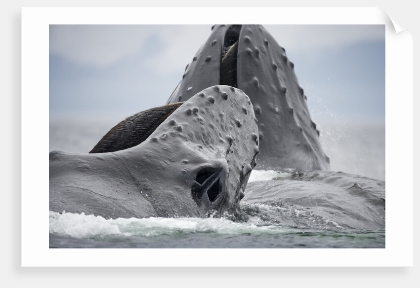 Humpback Whales Feeding in Frederick Sound by Anonymous